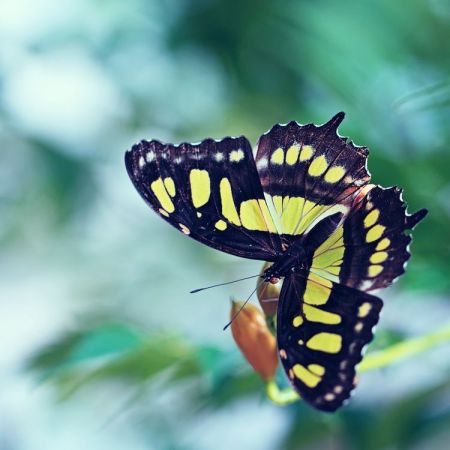 Malachitfalter (Siproeta stelenes)