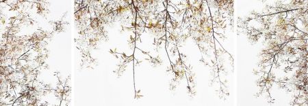 Amelanchier