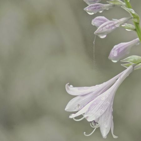 Hosta