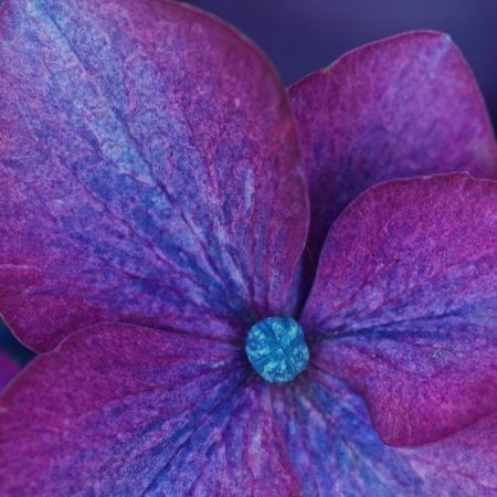 Hydrangea macrophylla ´Kardinal´