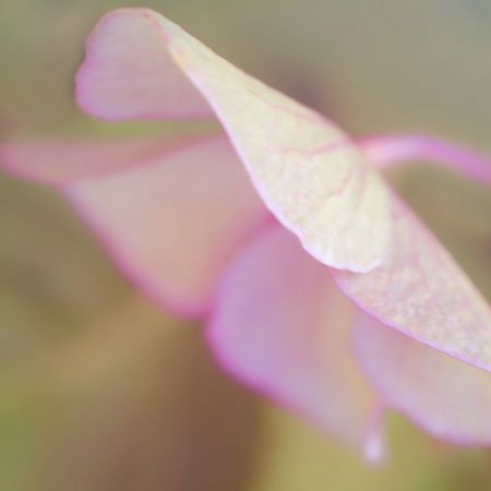 Hydrangea macrophylla 'Mariesii Perfecta' 