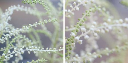 Actaea/Cimicifuga racemosa