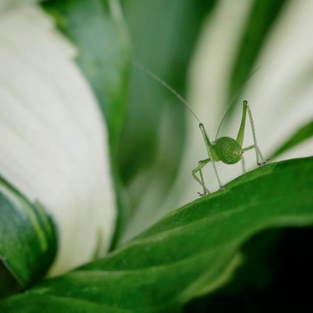 Langfühlerschrecke (Ensifera)