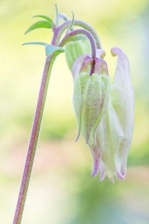 Aquilegia