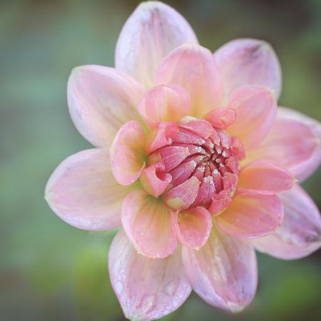 Dahlia