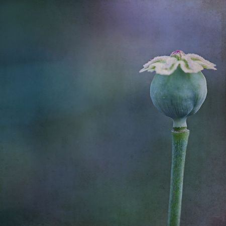 Papaver somniferum 