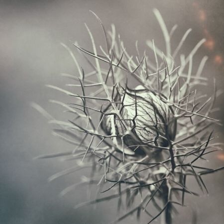 Nigella damascena ´Miss Jeckyll´