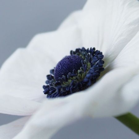 Anemone coronaria