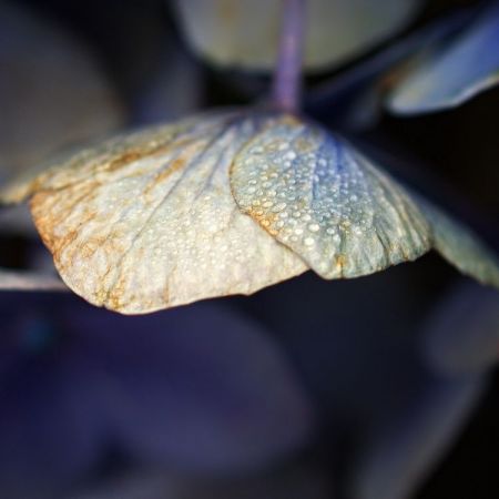 Hydrangea macrophylla 'Kardinal'