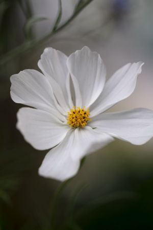 Cosmos Bipinnatus