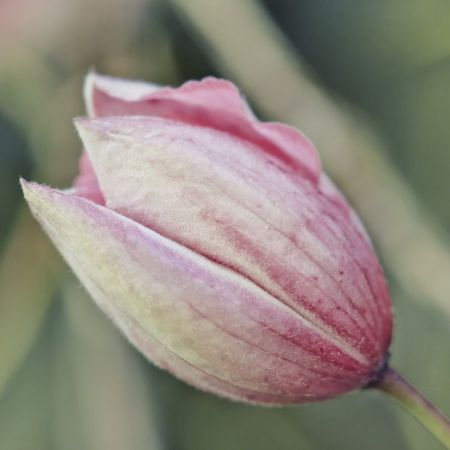 Clematis Montana 'Rubens'