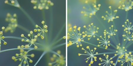 Anethum graveolens