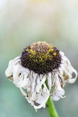 Leucanthemum