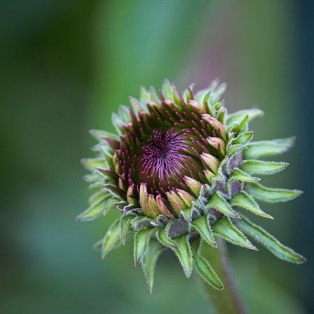 Echinacea purpurea