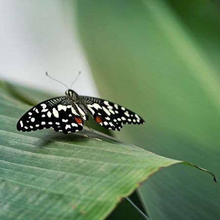 Karierter Schwalbenschwanz (Papilio demoleus stenelinus)