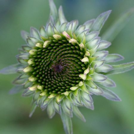 Echinacea purpurea