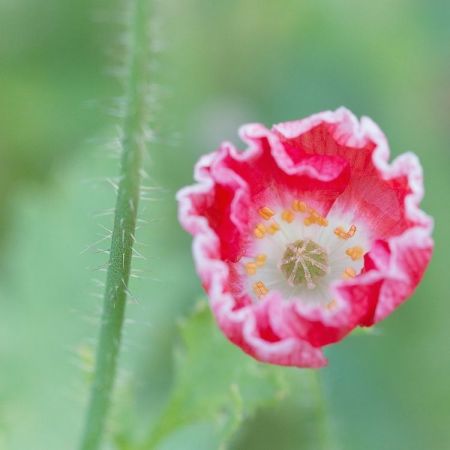 Papaver rhoeas ´Shirley´