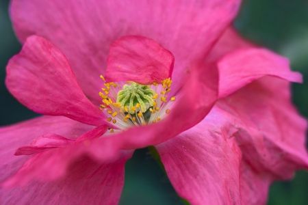 Papaver rhoeas ´Shirley´