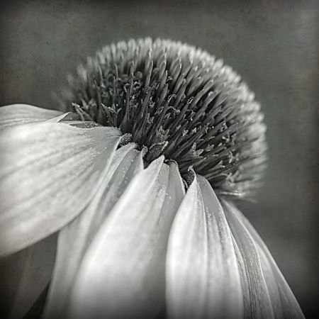 Echinacea purpurea