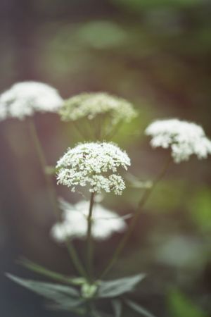 Anthriscus sylvestris