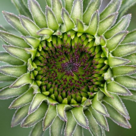 Echinacea purpurea