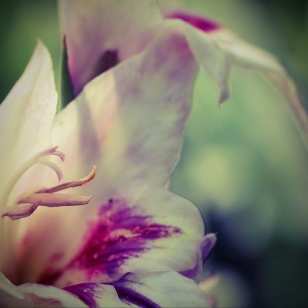 Gladiolus
