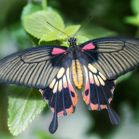 Papilio lowi