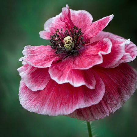 Papaver rhoeas ´Angels Choir´