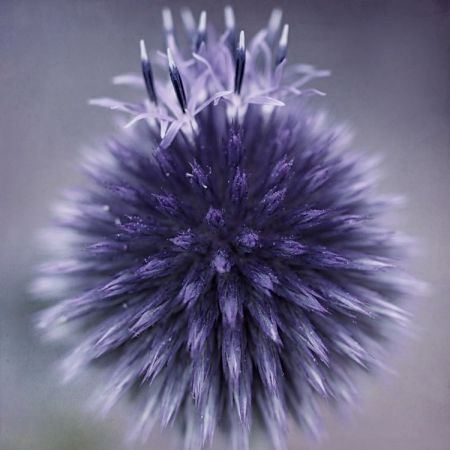 Echinops ritro 'Veitch's blue'