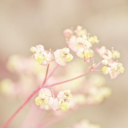 Euphorbia