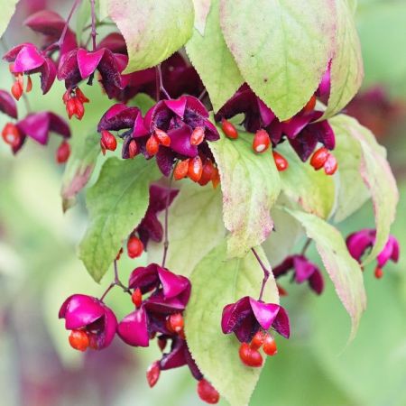Euonymus europaeus