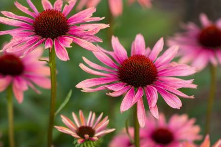 Echinacea Hybride ´Sunset´