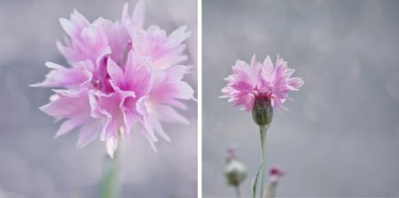 Centaurea cyanus 'Pinkie' 
