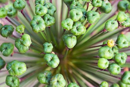 Allium aflatunense 'Purple Sensation'
