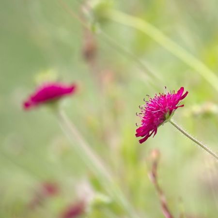 Knautia macedonica