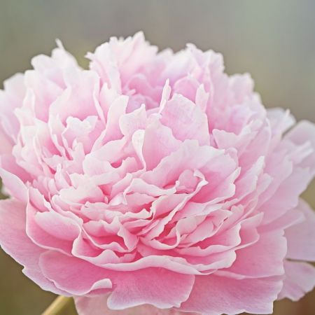 Paeonia lactiflora ´Sarah Bernhardt´