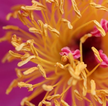 Peonia lactiflora ´Dancing Butterfly´