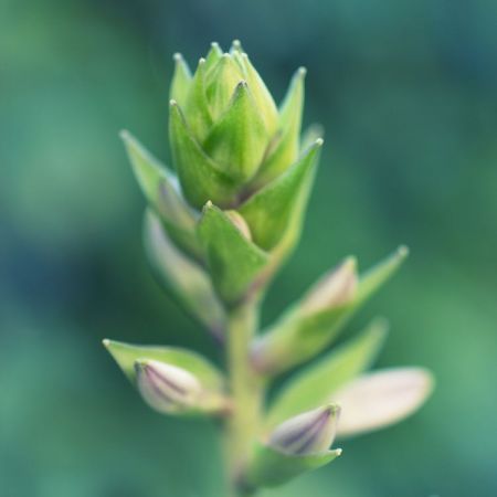 Hosta