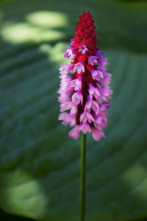 Primula Vialii