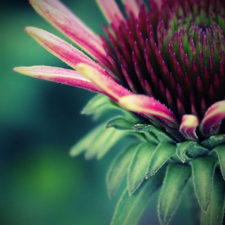 Echinacea purpurea ´Rubinstern´