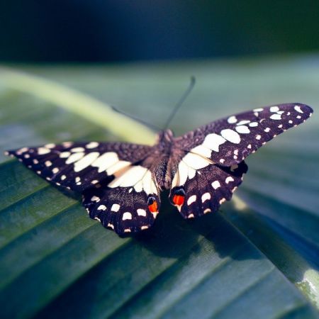 Citrus Swallowtail (Papilio demodocus)