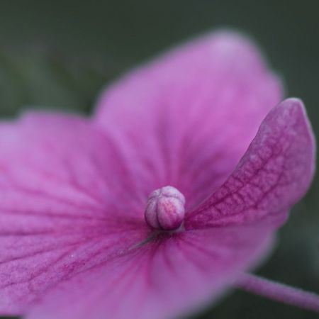 Hydrangea macrophylla ´Mariesii Perfecta´