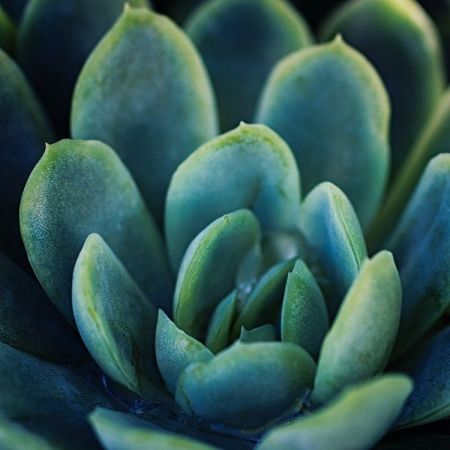 Echeveria