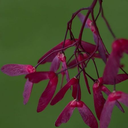 Acer palmatum 'Fireglow'