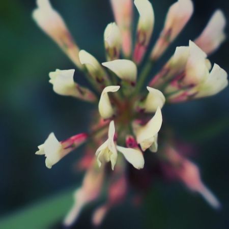 Trifolium repens