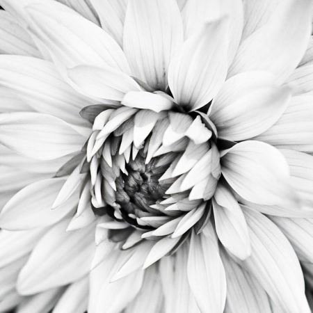 Dahlia