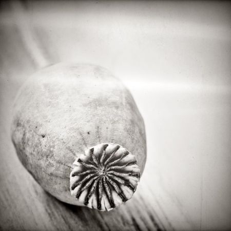Papaver somniferum