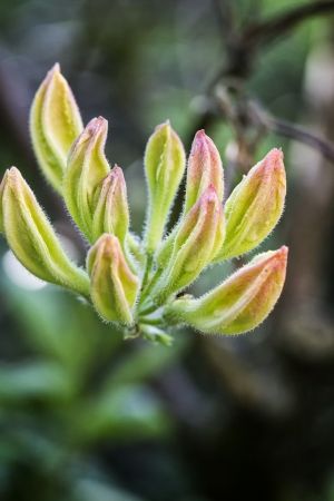 Rhododendron