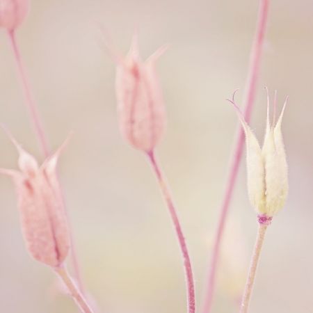 Aquilegia
