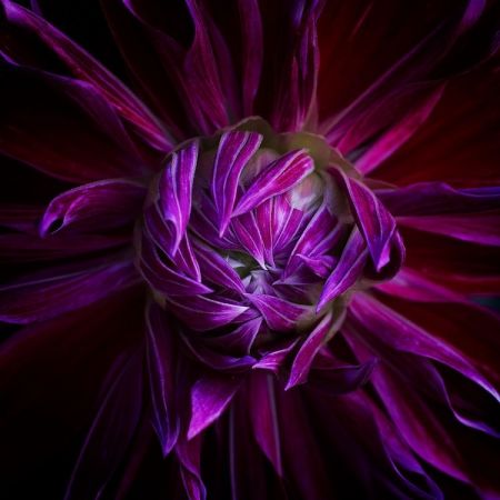Dahlia